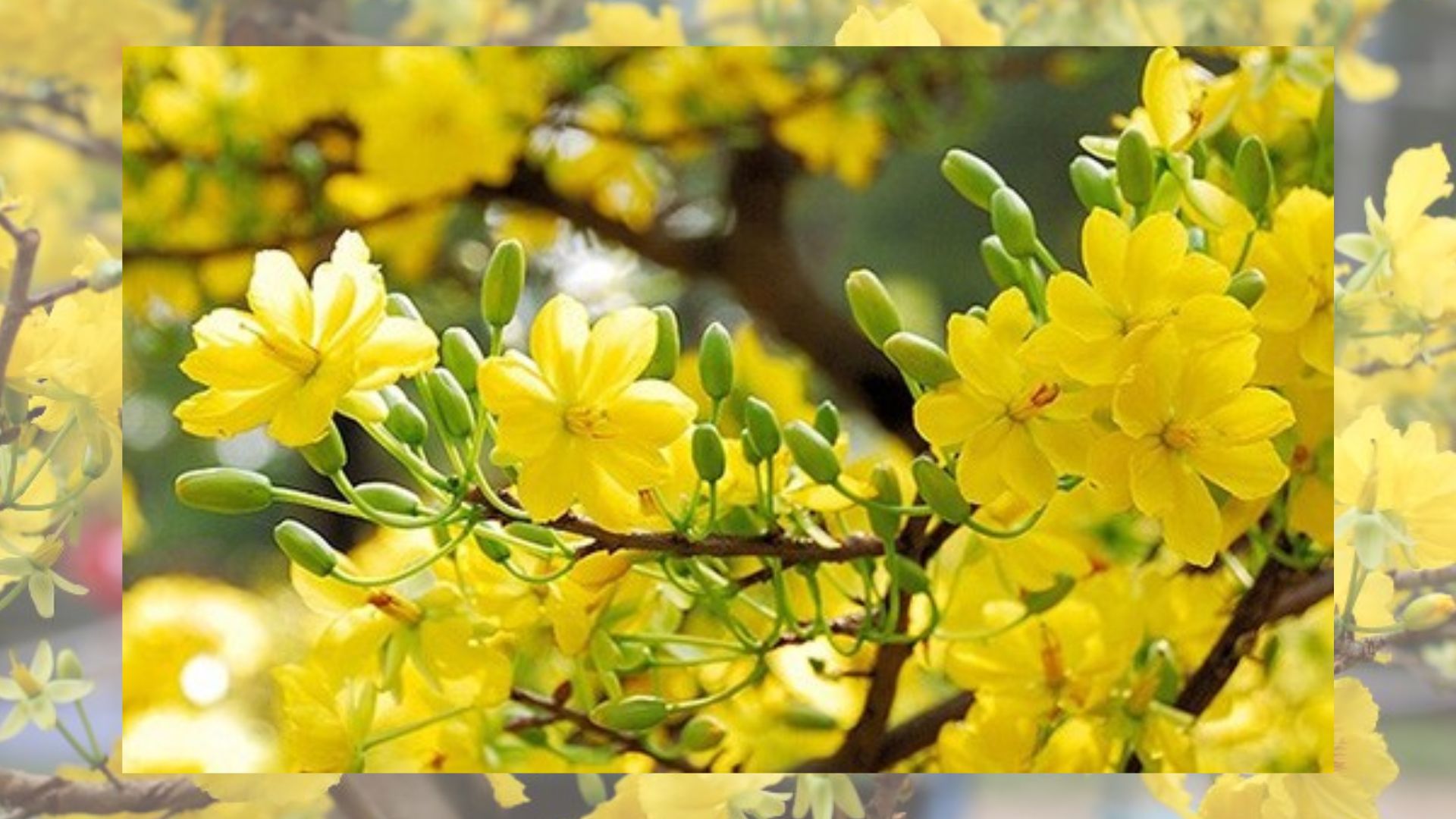 Ý Nghĩa Phong Thủy Của Hoa Mai